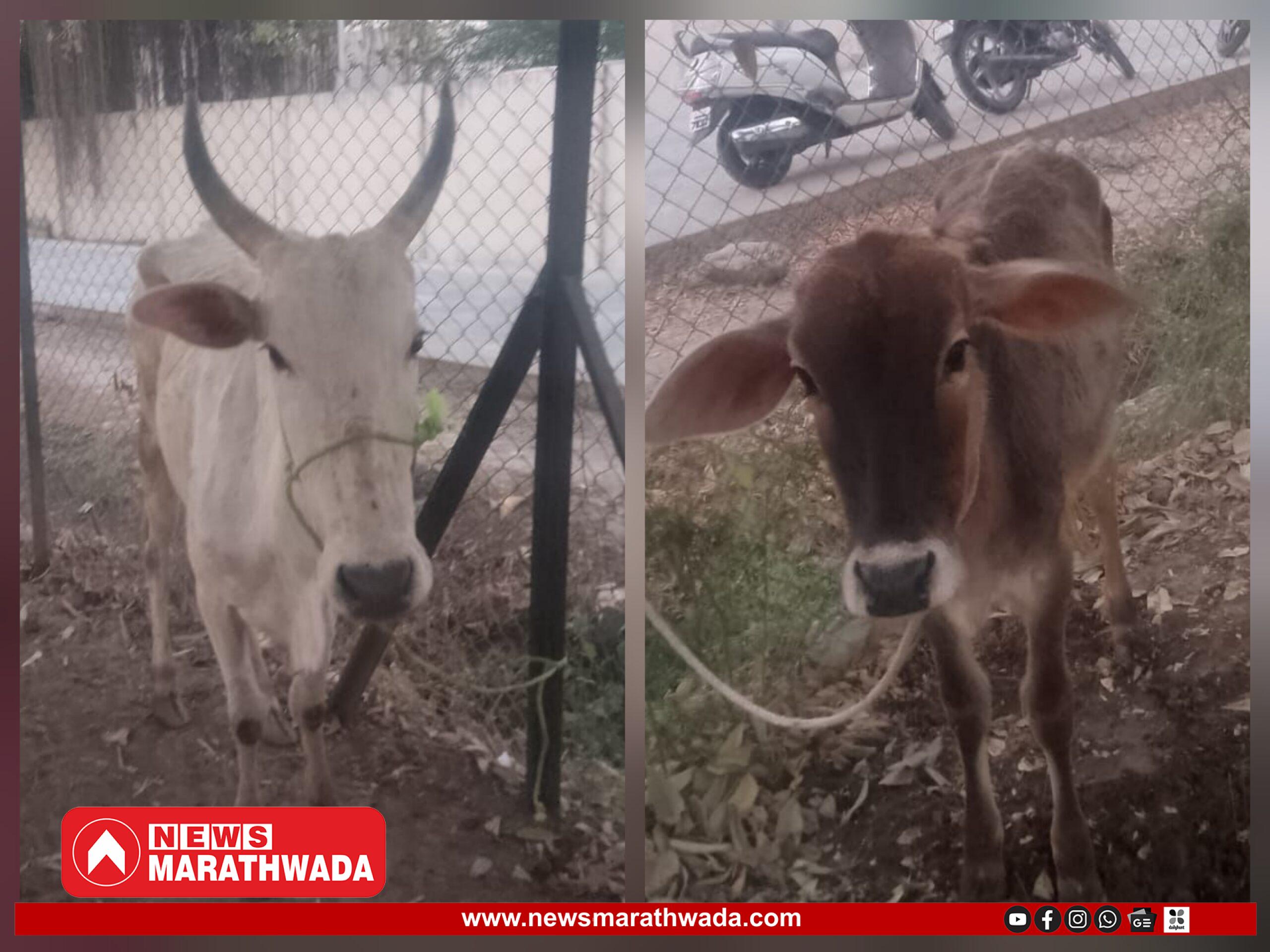 गंगापुरात कत्तलीसाठी बांधलेली ६ गोवंश जनावरे जप्त