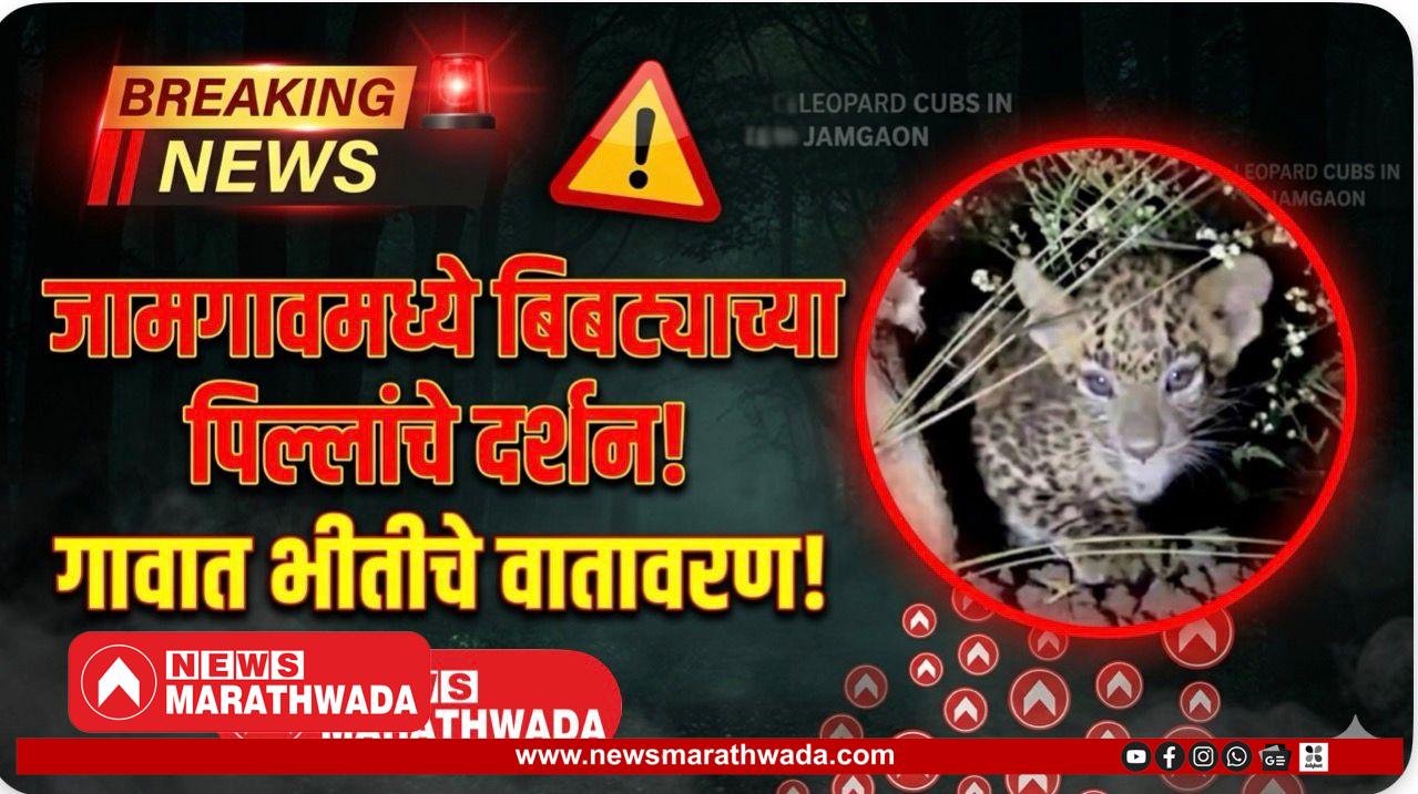 जामगाव परिसरात बिबट्याच्या गोंडस तीन पिल्लांचे दर्शन; परंतु नागरिकांमध्ये भीतीचे वातावरण